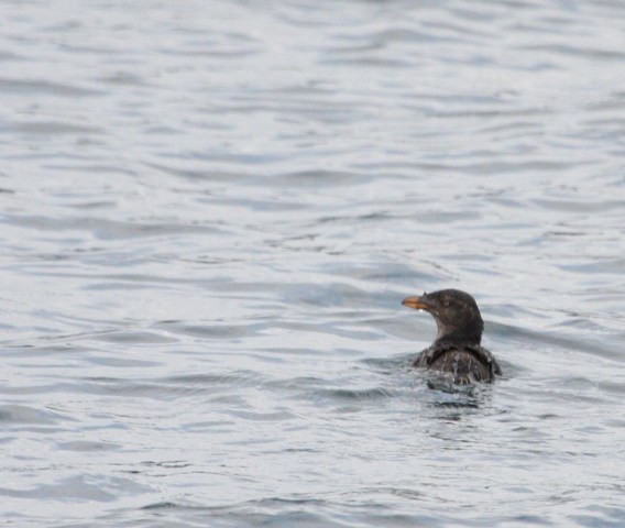 Rhino Auklet